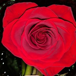 Meet your Posher, Yvonne